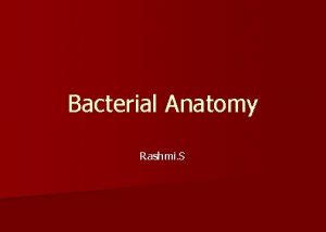 Bacterial Anatomy Rashmi S Anatomy of a Bacterial