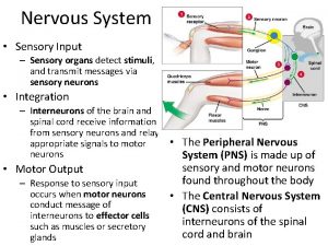 Organs of the sensory system