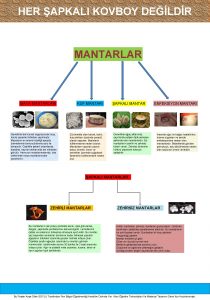 HER APKALI KOVBOY DELDR MANTARLAR MAYA MANTARLARI Genellikle