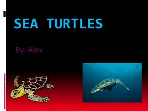 SEA TURTLES By Alex Where do Sea Turtles