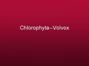 ChlorophytaVolvox Volvox is a spherical freshwater colony of