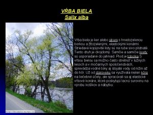 VBA BIELA Salix alba Vba biela je ker