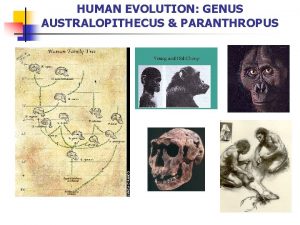 HUMAN EVOLUTION GENUS AUSTRALOPITHECUS PARANTHROPUS What is a