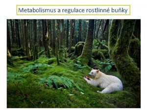 Metabolismus a regulace rostlinn buky Jak jsou hlavn