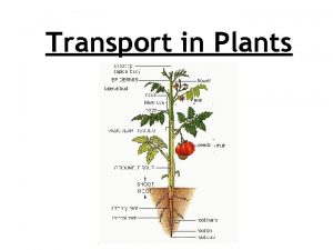 Transport in Plants Title Transport in Plants Lesson
