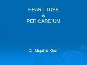 HEART TUBE PERICARDIUM Dr Mujahid Khan Early Development