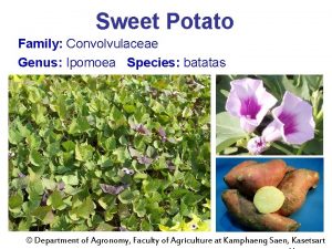 Sweet potato genus