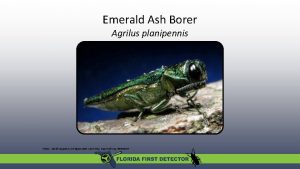 Emerald Ash Borer Agrilus planipennis Photo David Cappaert