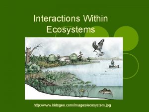 Interactions Within Ecosystems http www kidsgeo comimagesecosystem jpg