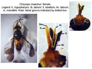 Chrysops moechus female Legend h hypopharynx lb labium