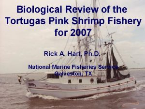 Biological Review of the Tortugas Pink Shrimp Fishery