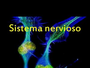 Sistema nervioso Los sistemas nervioso y endcrino realizan