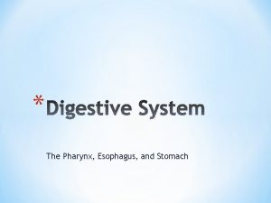 The Pharynx Esophagus and Stomach Posterior to nasal