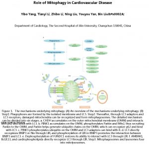 Role of Mitophagy in Cardiovascular Disease Yibo Yang
