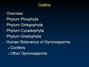 Outline Overview Phylum Pinophyta Phylum Ginkgophyta Phylum Cycadophyta