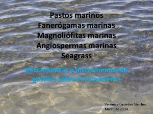 Pastos marinos Fanergamas marinas Magnolifitas marinas Angiospermas marinas