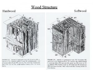 Hardwood Wood Structure Softwood 1 Variability in wood