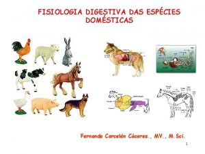 FISIOLOGIA DIGESTIVA DAS ESPCIES DOMSTICAS Fernando Carceln Cceres