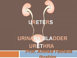 URETERS URINARY BLADDER URETHRA Prof Ahmed Fathalla OBJECTIVES