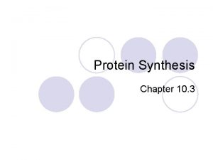 Protein Synthesis Chapter 10 3 l Protein synthesis
