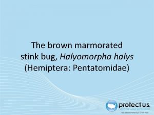 The brown marmorated stink bug Halyomorpha halys Hemiptera