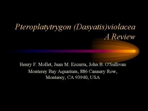 Pteroplatytrygon Dasyatisviolacea A Review Henry F Mollet Juan