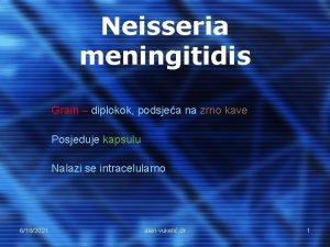 Neisseria meningitidis Gram diplokok podsjea na zrno kave