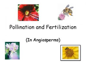 Pollination and Fertilization In Angiosperms Pollination 1 Pollination