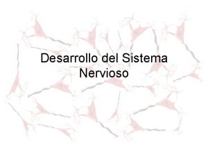 Desarrollo del Sistema Nervioso Sistema Nervioso Central El