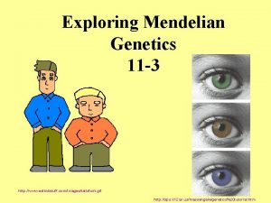 Exploring Mendelian Genetics 11 3 http www eslkidstuff