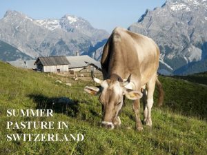 SUMMER PASTURE IN SWITZERLAND What we are talking