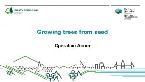 Growing trees from seed Operation Acorn This Power