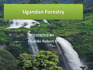 Ugandan Forestry PRESENTED BY Mukiibi Robert Introduction Uganda