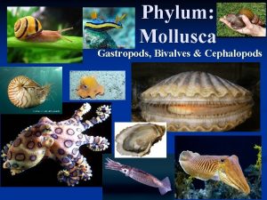 Phylum Mollusca Gastropods Bivalves Cephalopods Body plan includes