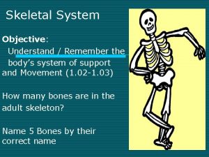 Skeletal System Objective Understand Remember the bodys system