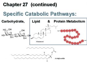 Catabolic pathways