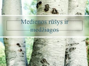 Medienos rys ir mediagos Pamokos tikslas Painti ms