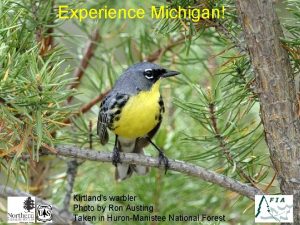 Experience Michigan Kirtlands warbler Photo by Ron Austing