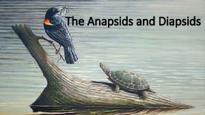 The Anapsids and Diapsids The Amnion Image from