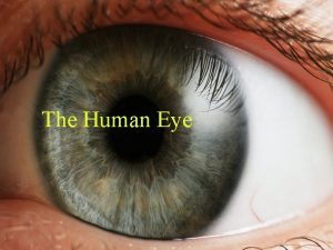 The Human Eye The Human Eye n Refractive