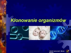 Klonowanie organizmw Zebra i opracowa Maciej Belcarz KLONOWANIE