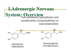I Adrenergic Nervous System Uses Overview adrenaline epinephrine