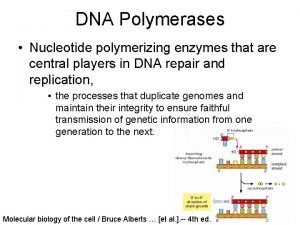 DNA Polymerases Nucleotide polymerizing enzymes that are central