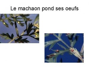 Le machaon pond ses oeufs Il en sort