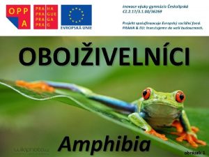 OBOJIVELNCI Amphibia obrzek 1 SYSTM e ivoichov Animalia