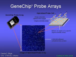 Gene Chip Probe Arrays Gene Chip Probe Array