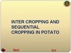 INTER CROPPING AND SEQUENTIAL CROPPING IN POTATO Next