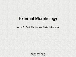 External Morphology after R Zack Washington State University