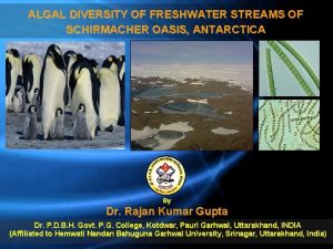 ALGAL DIVERSITY OF FRESHWATER STREAMS OF SCHIRMACHER OASIS