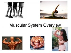 Muscular System Overview Types of Muscle Skeletal striated